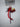 TASSENHANGER CHERRY | ROOD
